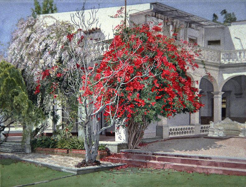 Red Bougainvillea 1992.jpg